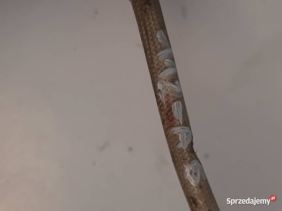 Fiat Siena Palio Punto 12 75 Sonda Lambda osobowe sprzedam