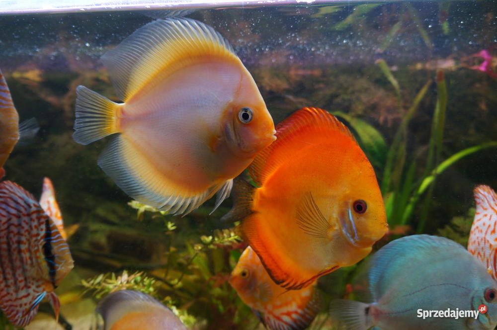 Paletki młode i dorosłe Lublin