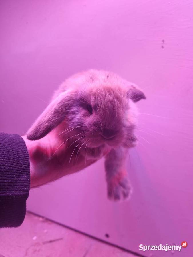 Królik baran baranek mini lop karzełek Rybnik