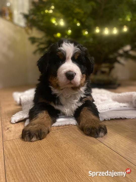 Berneński pies pasterski Krzeszowice