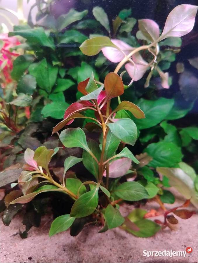 Rośliny do akwarium Bucefalandra Reinecki Kielce