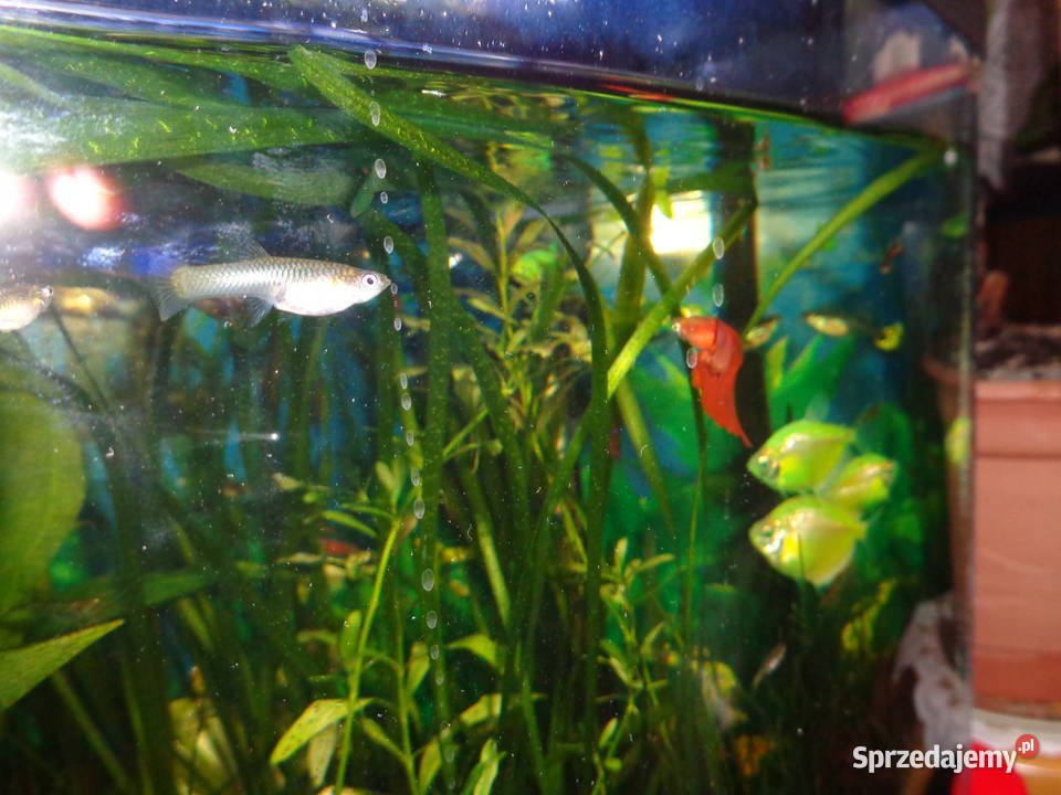 gupiki młody narybek Ryby Poznań sprzedam