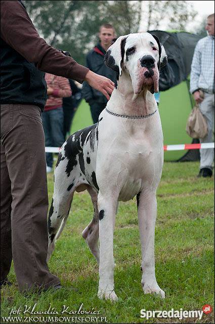 DOG NIEMIECKI szczenięta z rodowodem ZKwP mazowieckie sprzedam