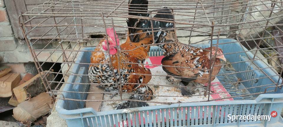 Jajka lęgowe karzełka liliput Tokarówka