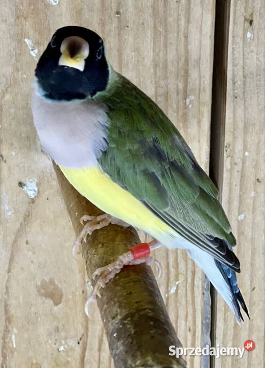 Amadyna wspaniała samiczka 2025r Ruda Śląska