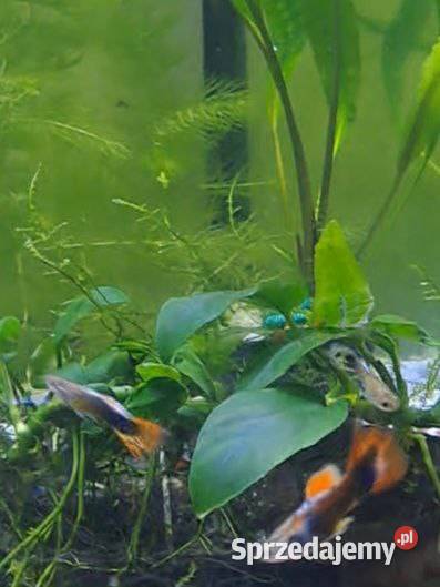 Guppi Sosnowiec