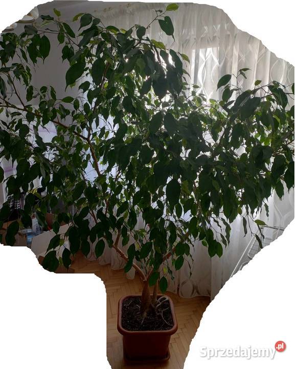 Kwiat doniczkowy duży Liściaste lubelskie Cyców