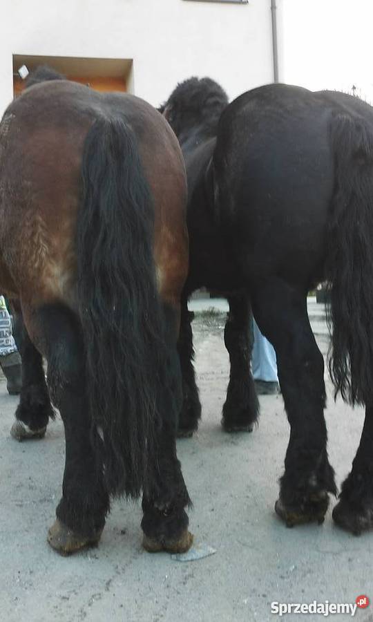 Sprzedam konie Pozostałe małopolskie Limanowa sprzedam