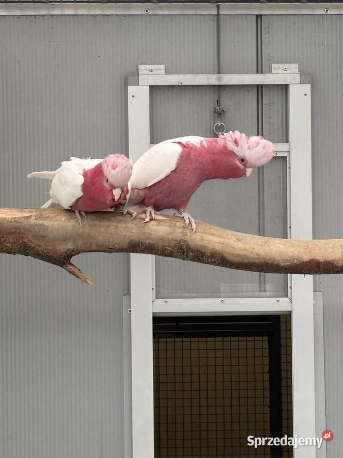 Kakadu Różowa Lutino para 2221 Kłaj