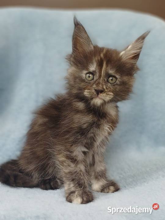 Maine Coon kotka rodowód FPL Olkusz