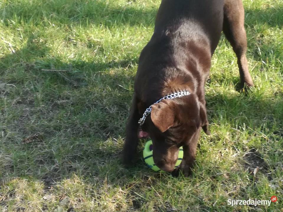 loablador czekoladowy szuka nowego domu łódzkie Radomsko sprzedam