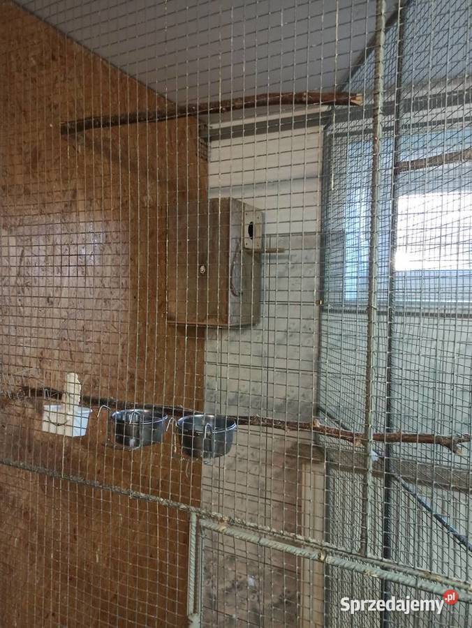 Świergotki 2025 Przemyśl sprzedam