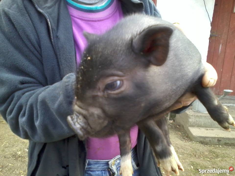 mikroswinki angielskie Rytel