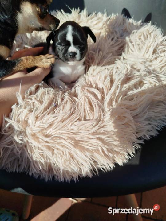 Pieski chihuahua Płońsk