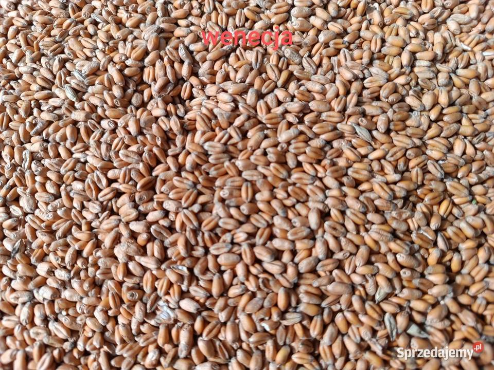 Pszenica ozima wenecja lubelskie Wola Idzikowska