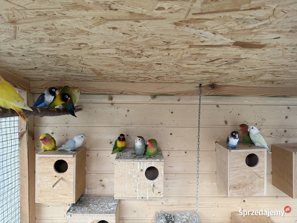 Nierozłączki Trzebnica