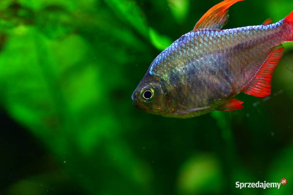 Bystrzyk kolumbijski Hyphessobrycon columbianus