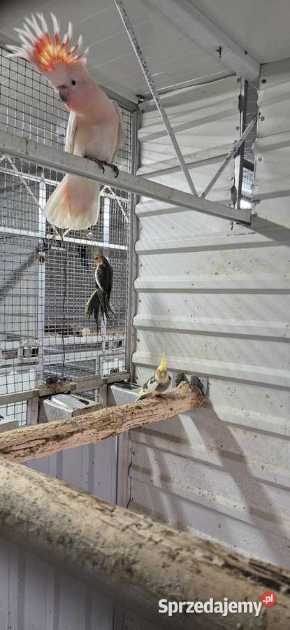 Sprzedam papugi z 2025 wielkopolskie Grodzisk Wielkopolski sprzedam