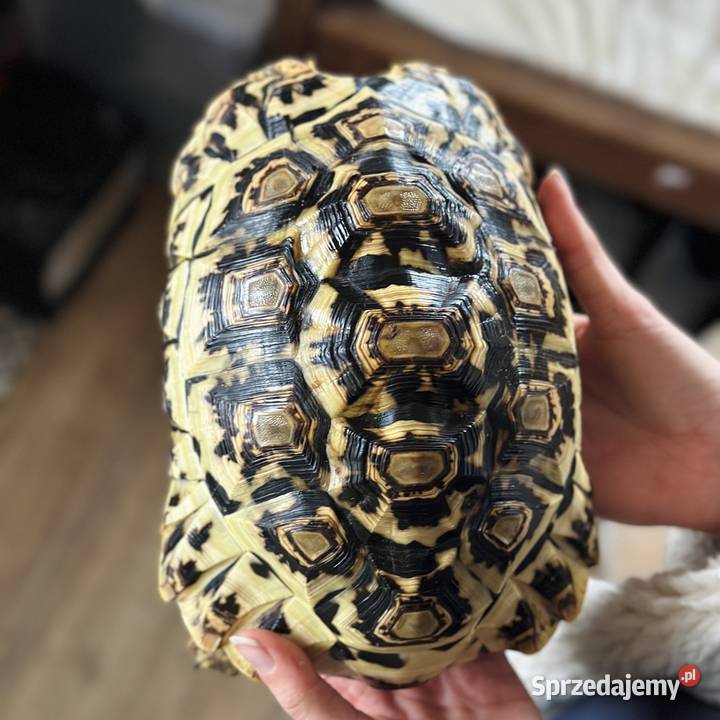 Żółw lamparci samica stigmochelys pardalis Giżycko