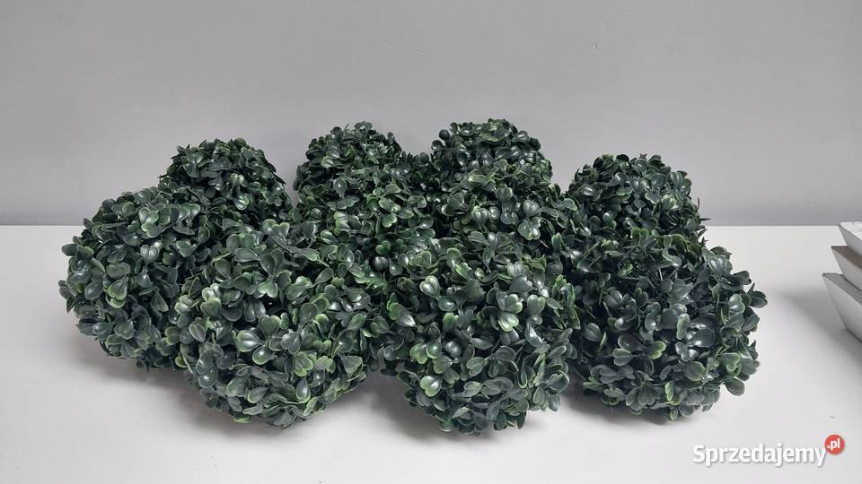 Kule bukszpanu śląskie Gliwice