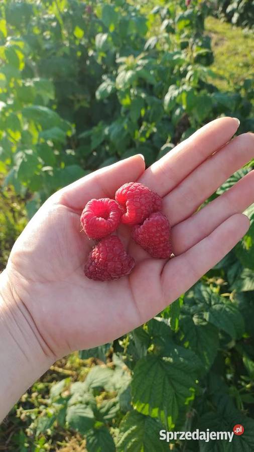 Sadzonki malinPolana Duże soczyste słodkie owoce