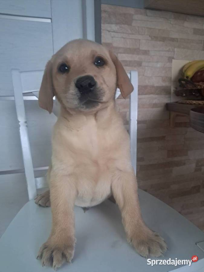 Szczeniaki rasy labrador retriever Tarnów