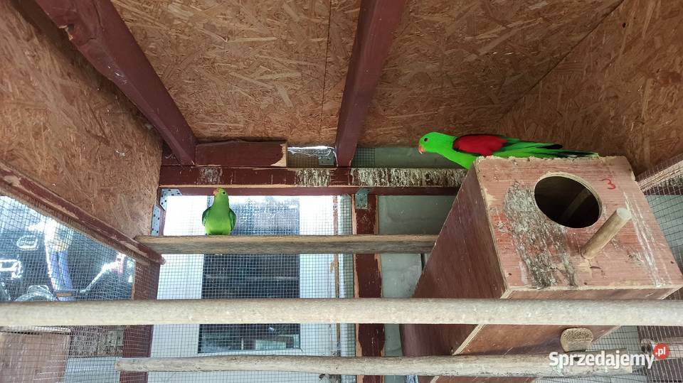 Papugi czerwonoskrzydłe krasnopiórki para małopolskie sprzedam