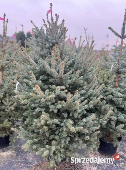 Świerk srebrny 160180 w doniczce Producenta