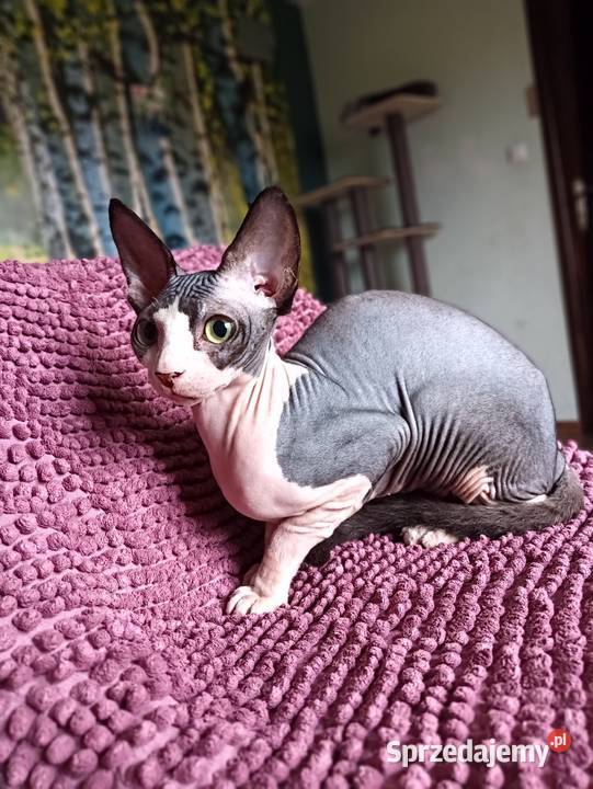 Sfinks Kanadyjski kotka FPL wielkopolskie Pleszew