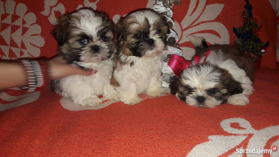 Sprzedam szczeniaki Shih tzu Psy podkarpackie