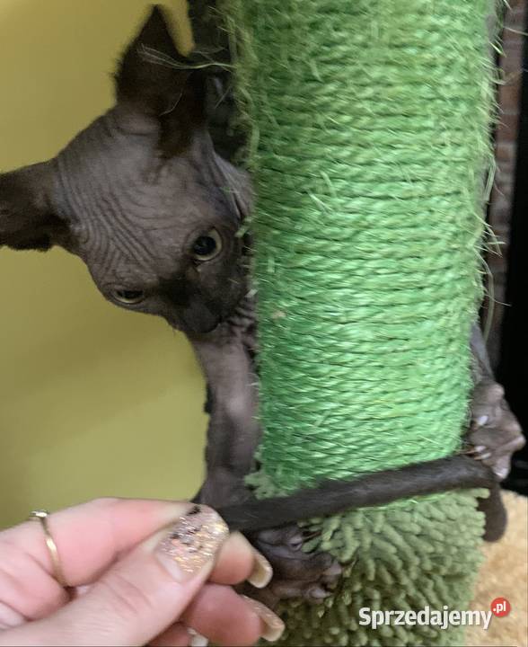 Sfinks Kanadyjski Do odbioru kocurek Rodowód Leszno sprzedam