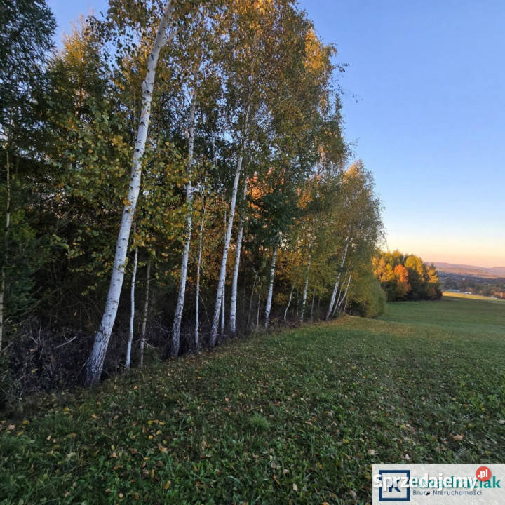 Działka 57900m2 Wolica