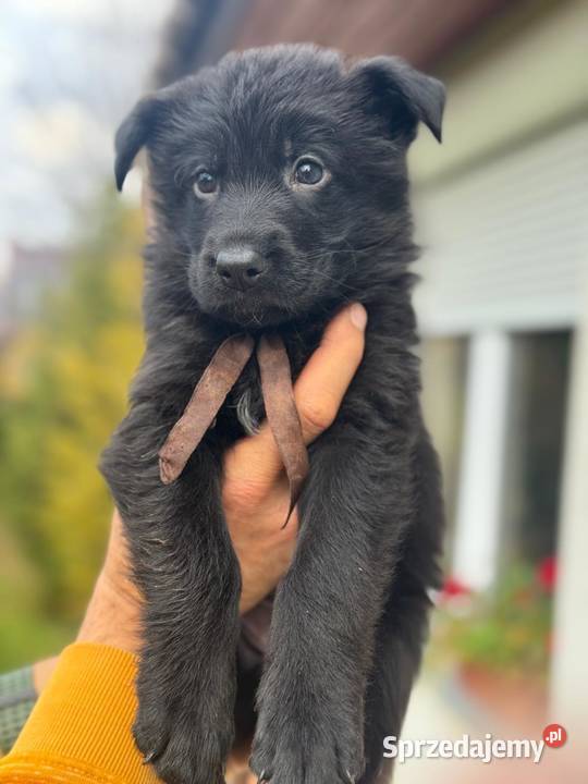 Owczarek Niemiecki Krótkowłosy Bielsko-Biała