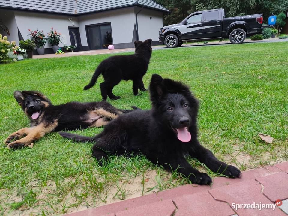 owczarek niemiecki długowłosy czarny suka Kolonia Niechmirów