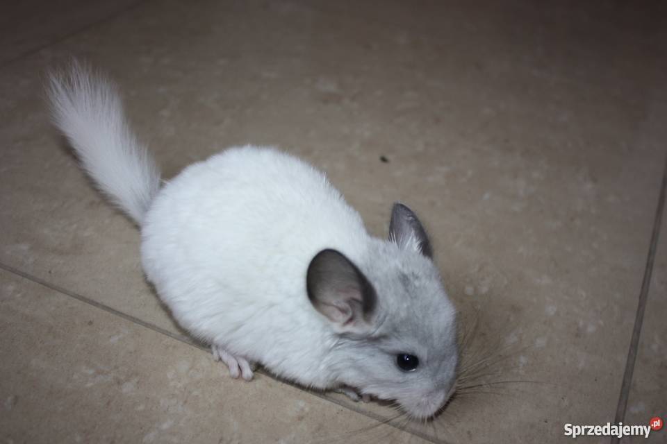 Szynszyla barwna mozaika szynszyl śląskie Kaniów