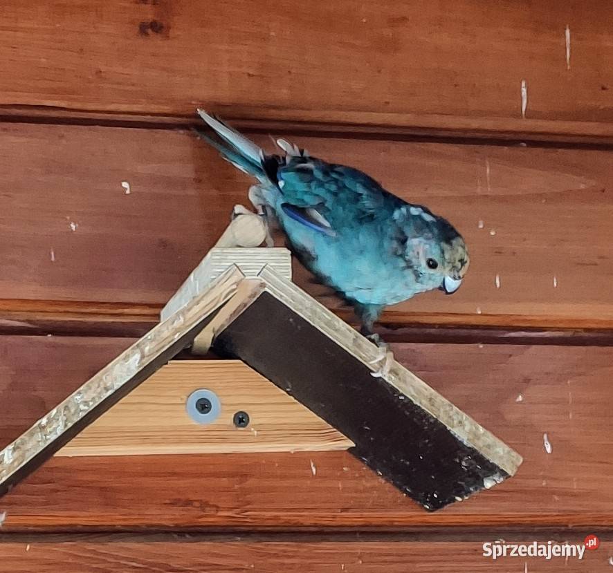 Modrolotki z dokumentami śląskie Lubliniec