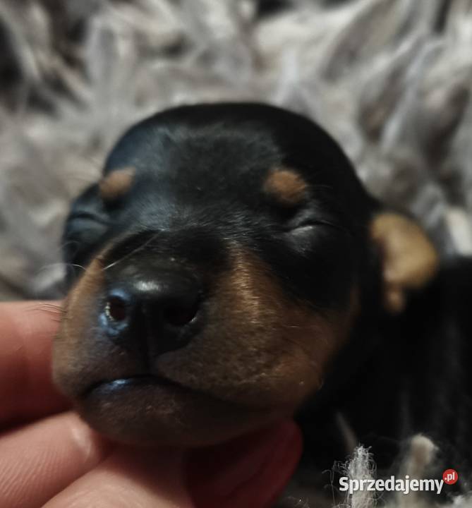 Pinczer miniaturowy szczenięta Zkwp Pozostałe