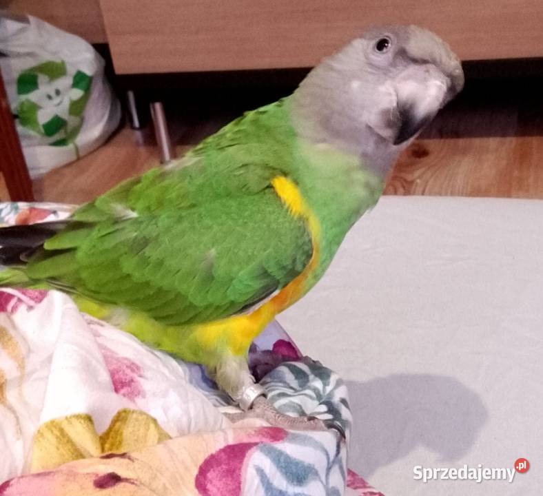 młoda papuga senegalka sprzedam