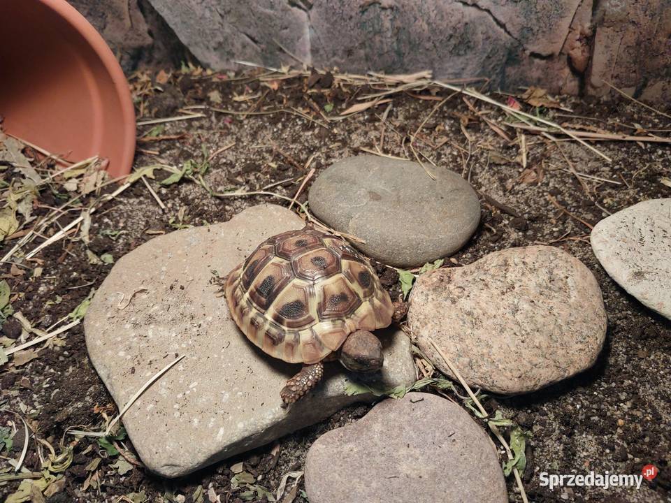 Żółw grecki pomorskie Reda sprzedam