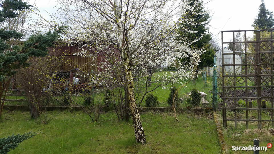 Działka ogrodnicza w ROD Słoneczne Wzgorze