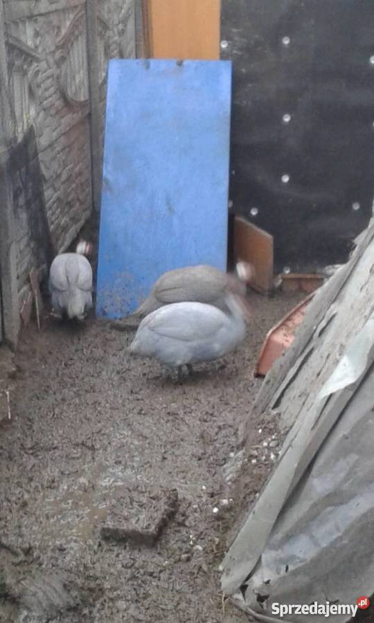 Sprzedam perliczki Kalisz sprzedam