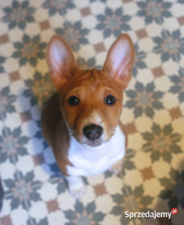 Basenji BELLA z Królestwa Basków Lipka sprzedam