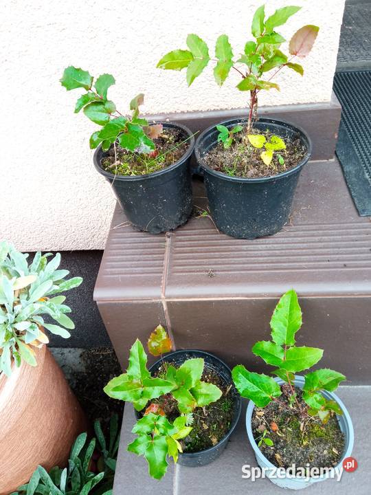Mahonia i inne krzewy i iglaki Białystok
