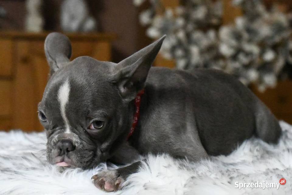 Buldog francuski sunia Gotowa do odbioru Zwierzęta łódzkie Łódź