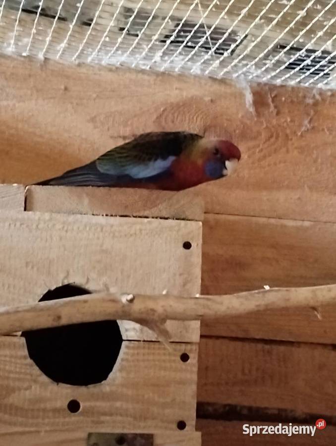 rozelle królewskie z tego roku 2 Ptaki mazowieckie Sarnaki