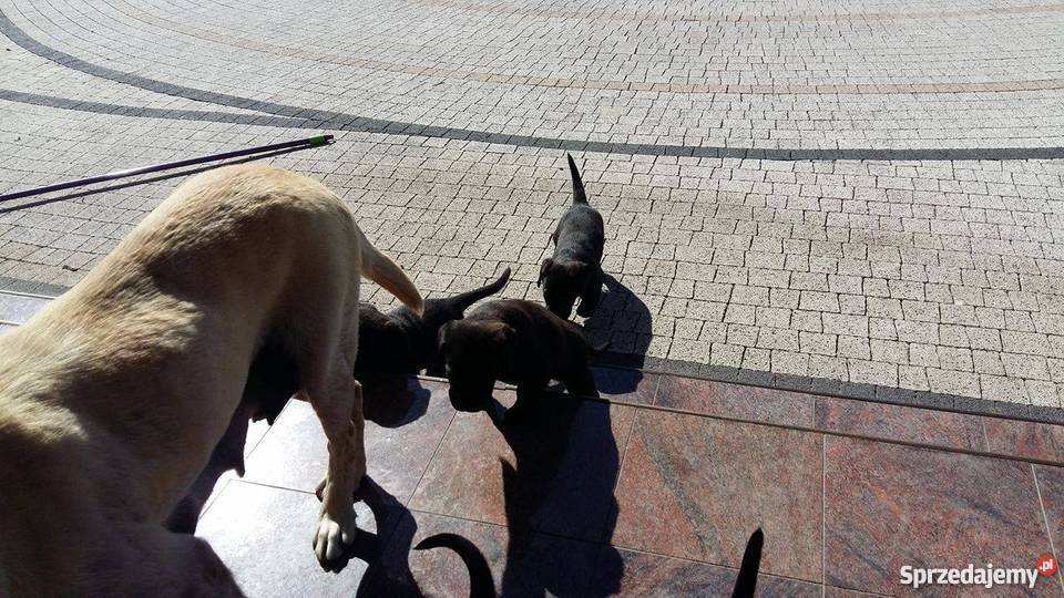 Oddam w ręce lablaorki Błaszki