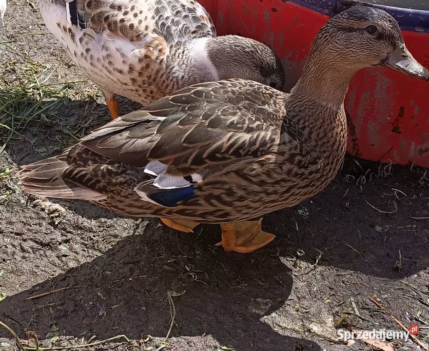 Call duck z wiosny 2026 Komarówka Podlaska sprzedam