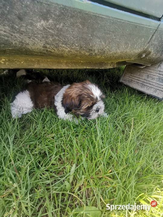 Pieski Shihtzu Zofiówka
