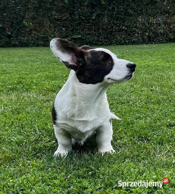 Suczka Welsh Corgi Cardigan rodowód FCI Zwierzęta Pabianice