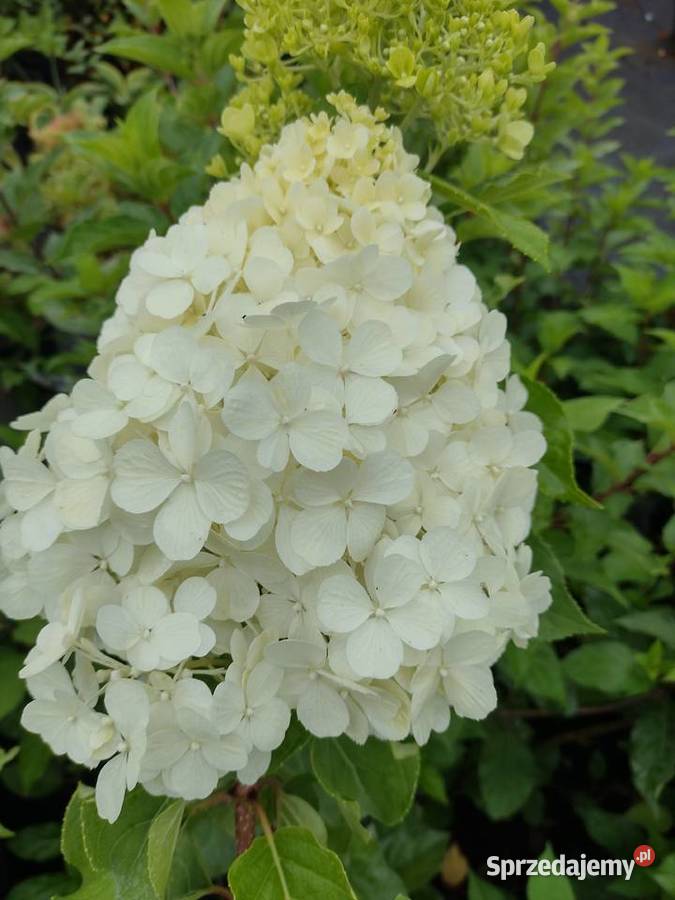 Hortensja Bukietowa Limelight Hydrangea